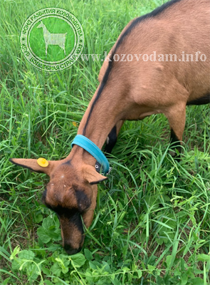 Рада 2 nadinrogfarm.jpg