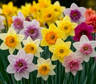 нарциссы 04.jpg