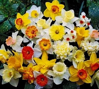 нарциссы 01.jpg