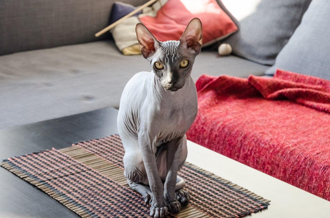 Что значат сны о кошках для жителей Перми: толкования от экспертов