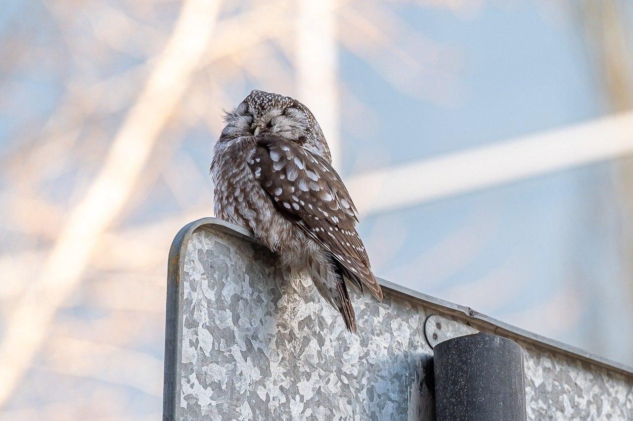 Сыч уснул на знаке у редакции 59.RU в Перми