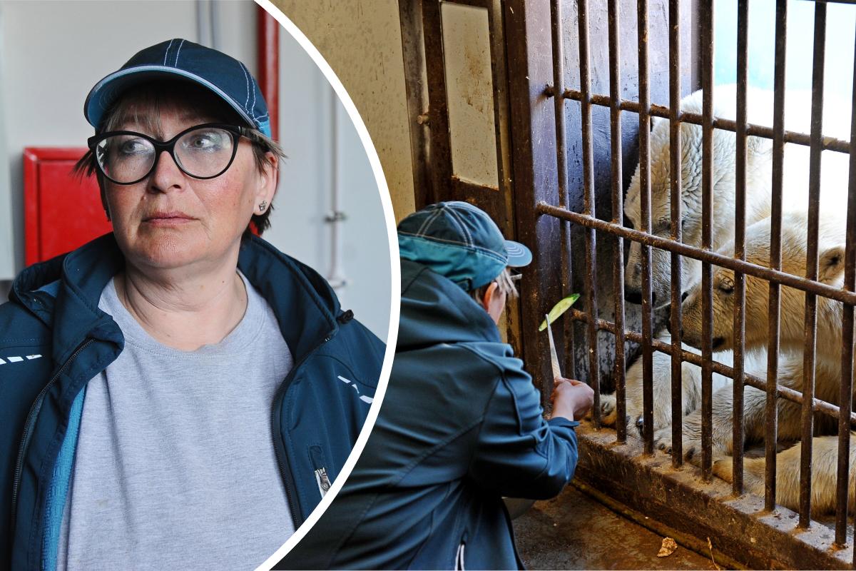 Будни «медвежьей мамы»: как в Пермском зоопарке 15 лет растят белых медведей