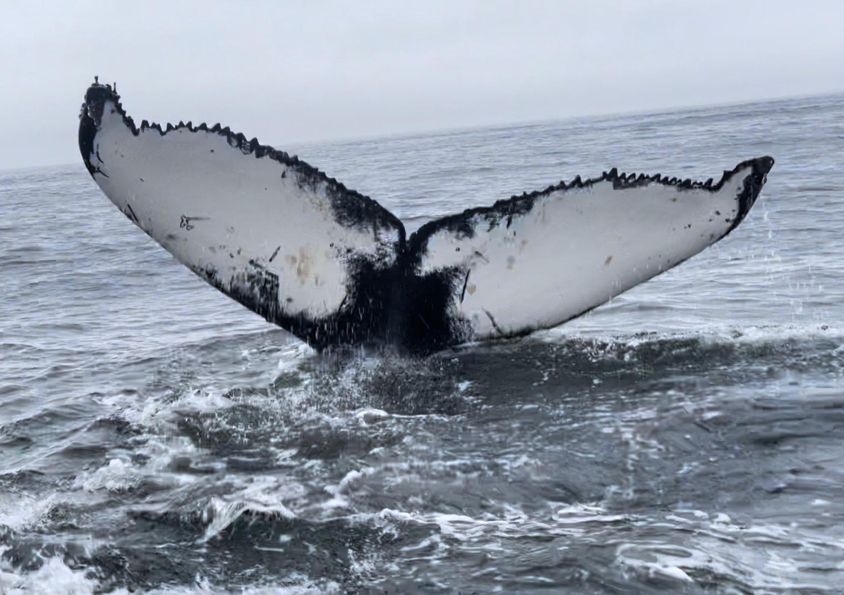 Китовый сезон в Заполярье: советы для туристов