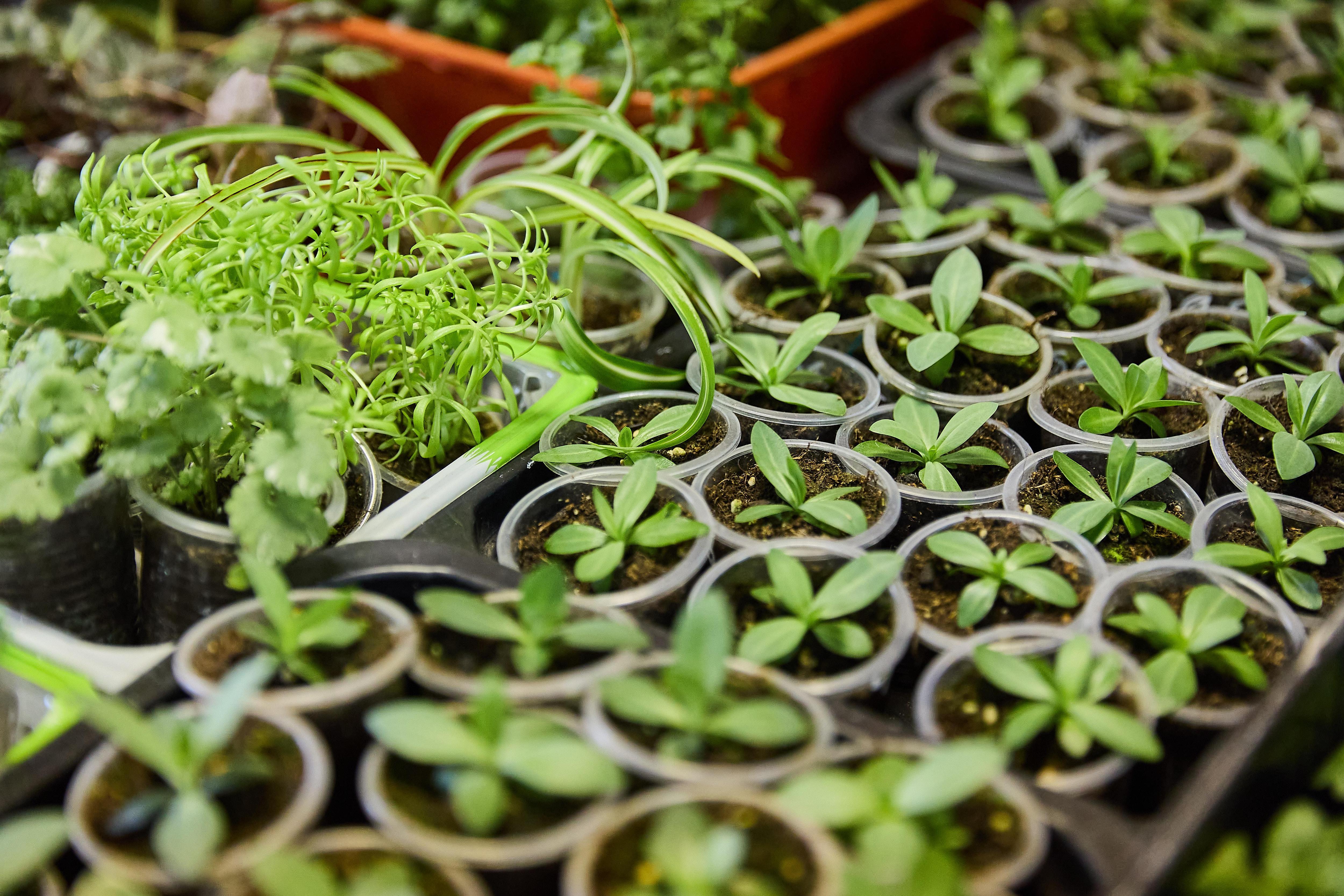 Как создать огород на балконе: советы от опытного садовода Татьяны Шпак