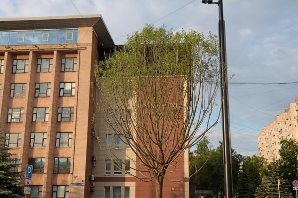 Пермь ищет подрядчика для ухода за деревьями на гостевом маршруте за 4 млн рублей