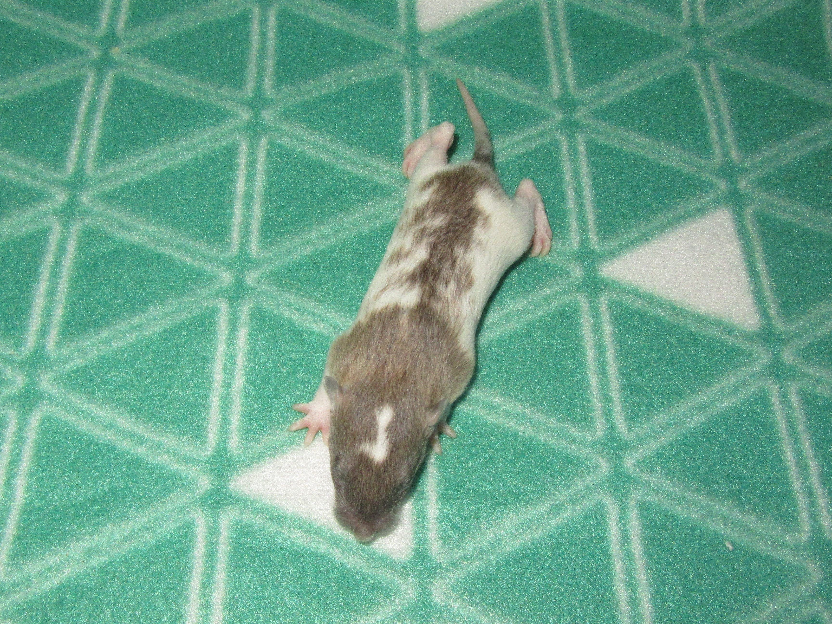 O4 M1 22.jpg
