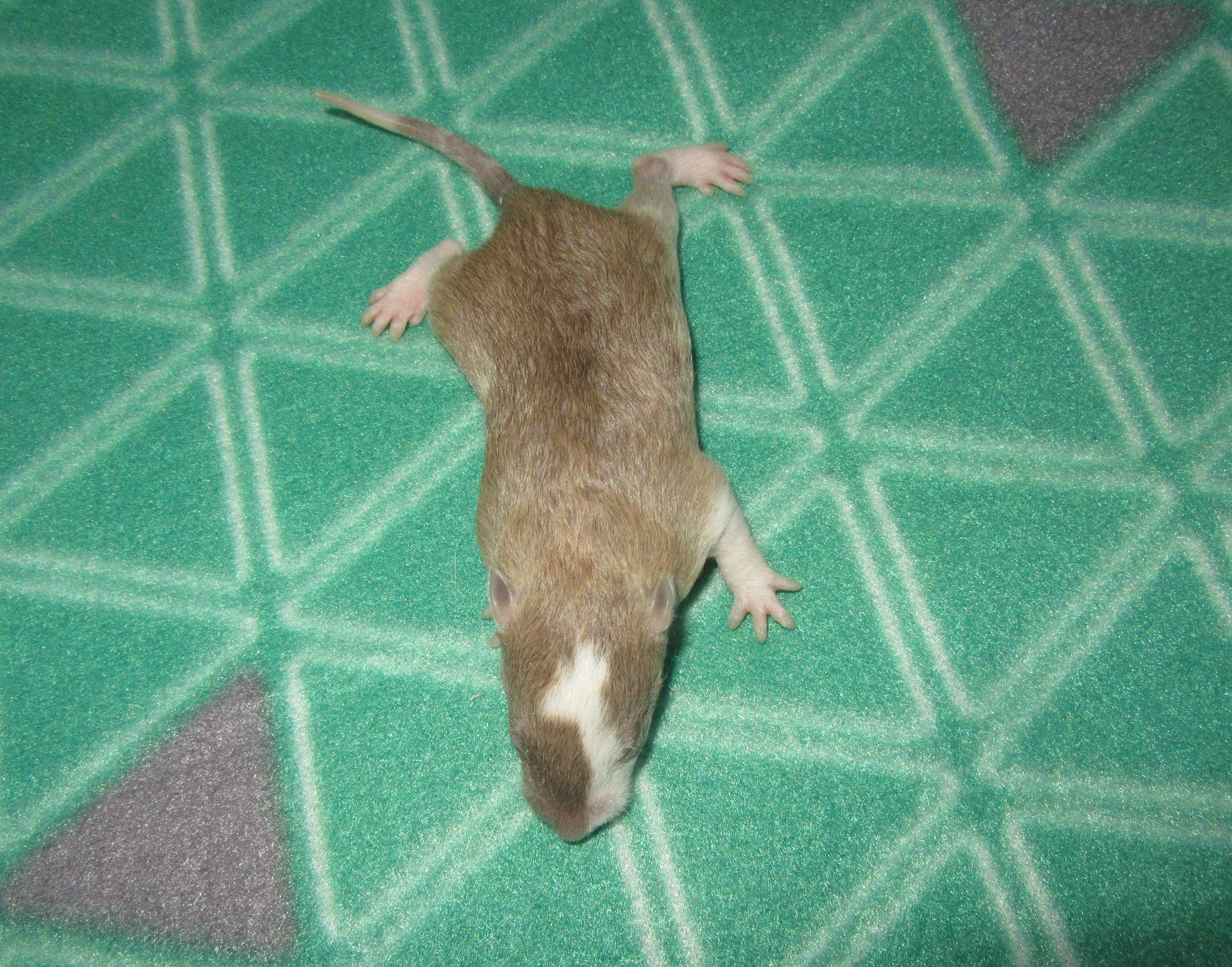O4 M3 21.jpg