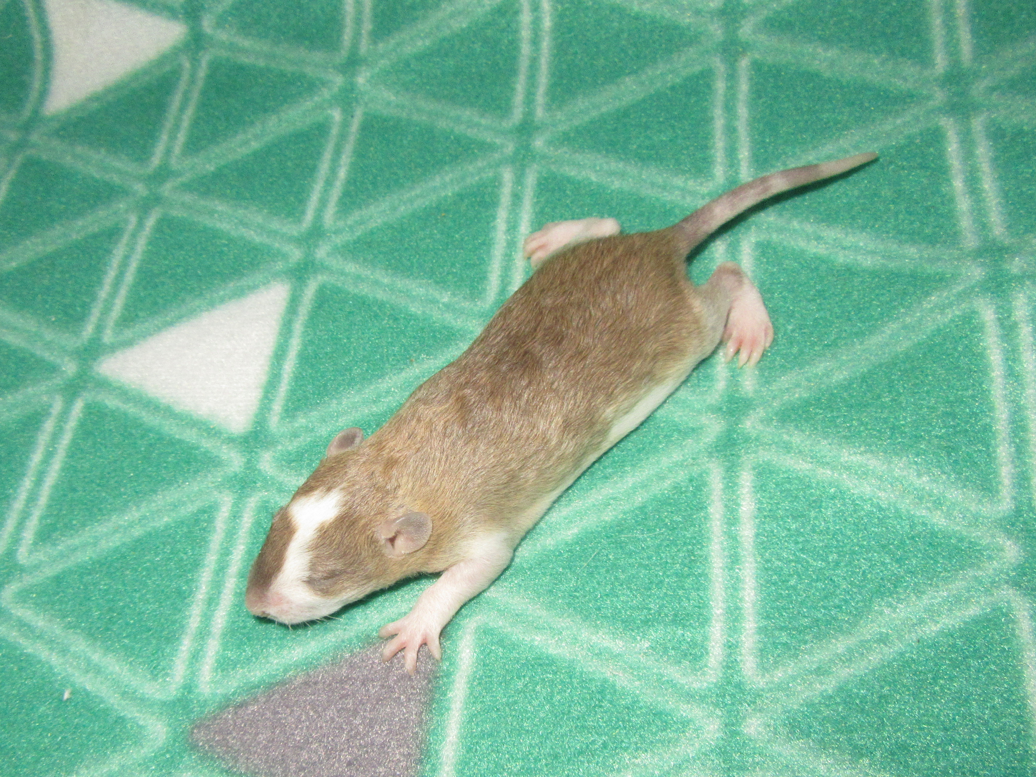 O4 M3 23.jpg