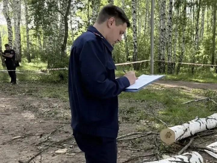 В Чайковском дерево убило 16-летнюю девочку: возбуждено уголовное дело
