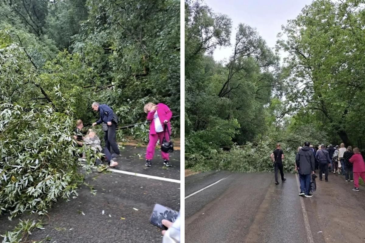 В Перми из-за ливня упало дерево, придавив женщину — она в тяжелом состоянии