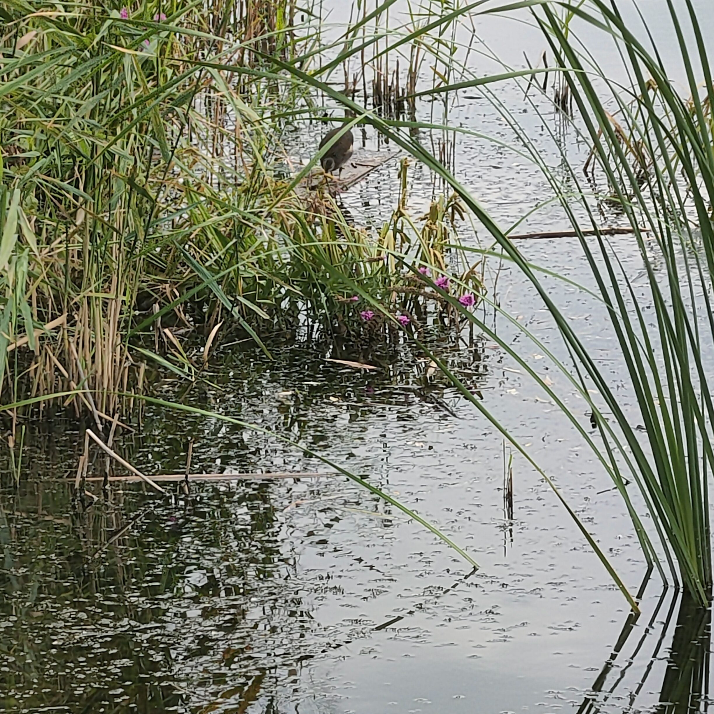 IMG20260812100944.jpg