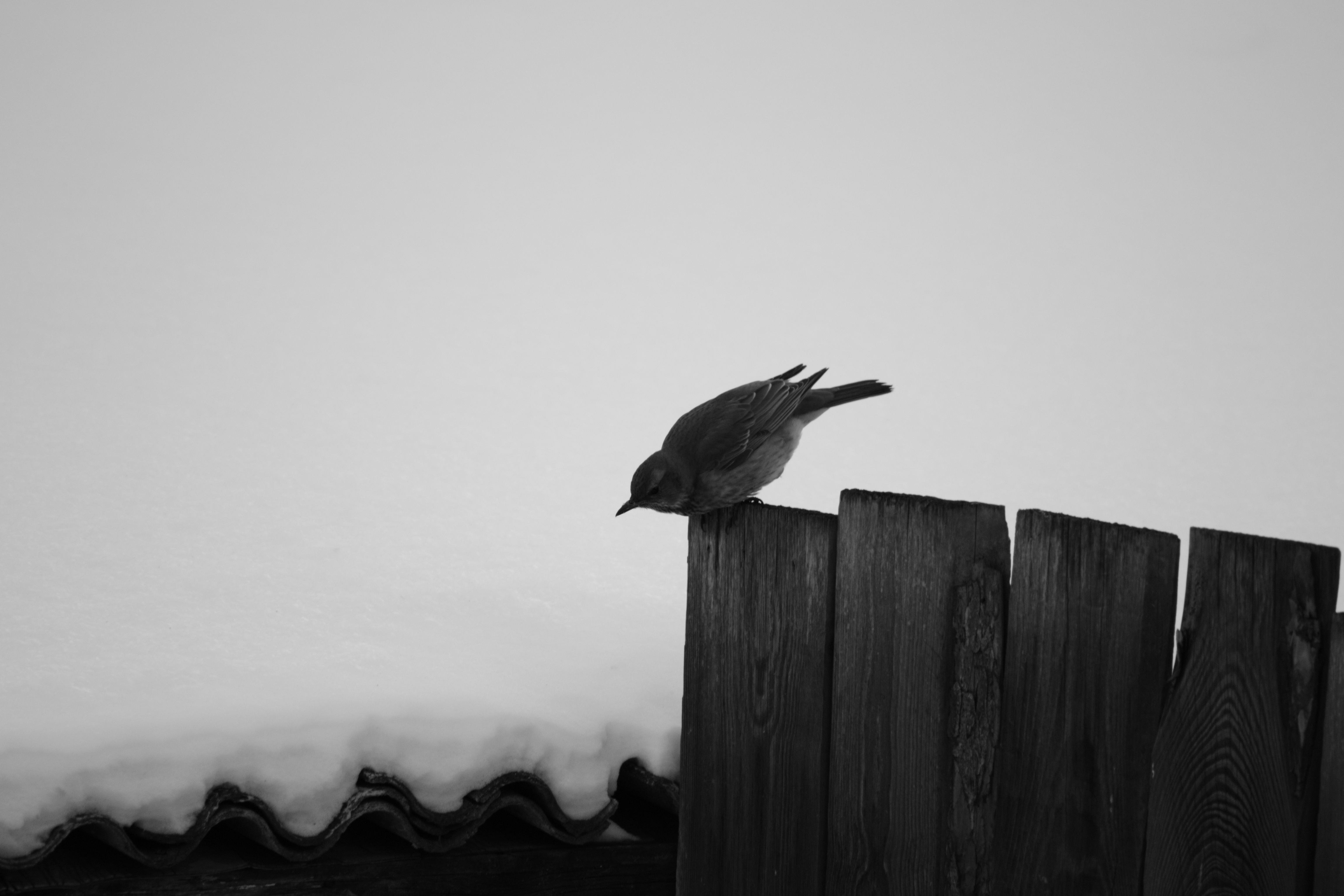 DSC_3405.JPG