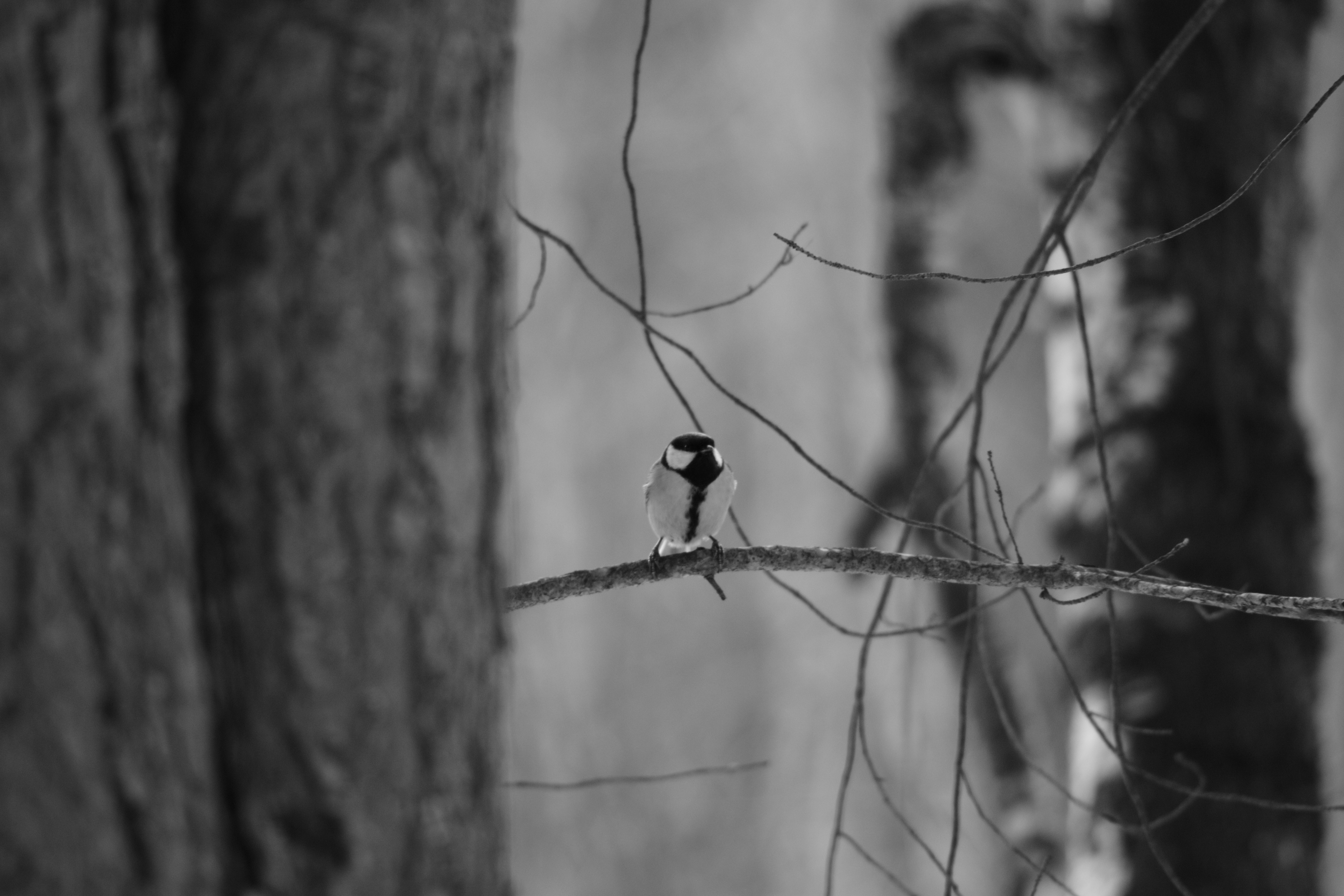 DSC_4829.JPG