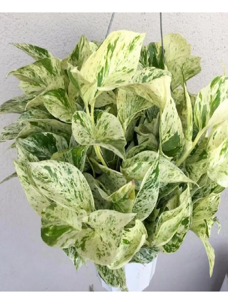 12. Эпипремнум Marble Queen р7 12. Эпипремнум Marble Queen р7