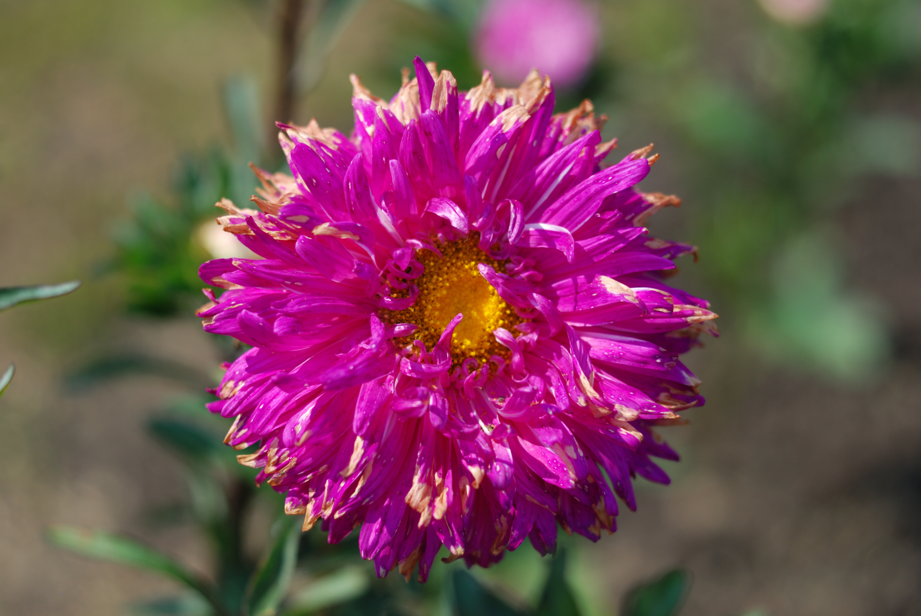 DSC_2147.JPG