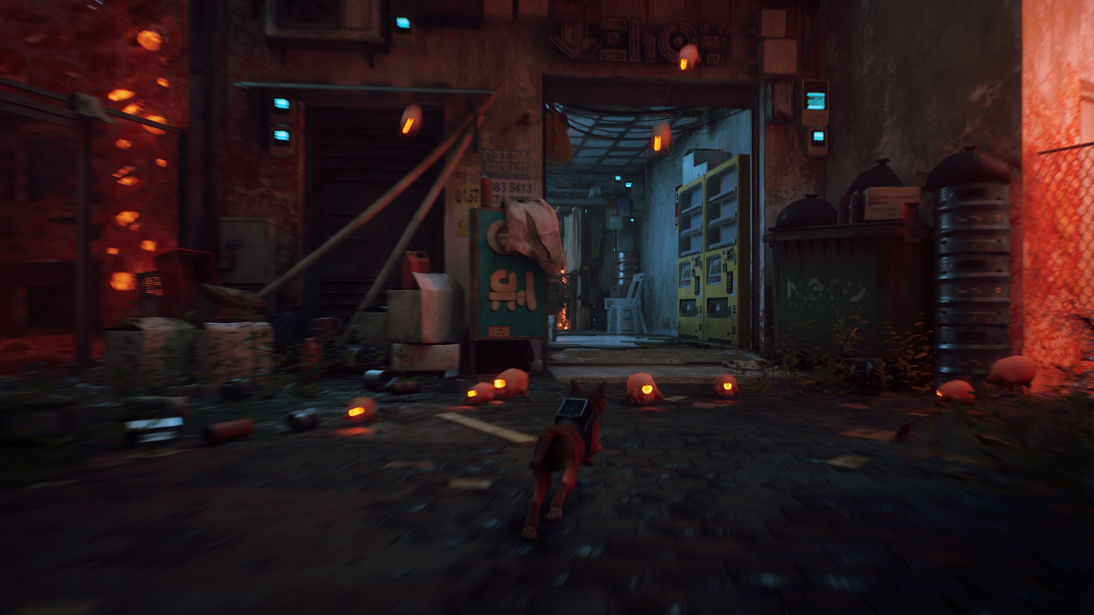 stray-8.jpg