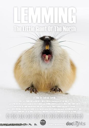 Лемминг. Маленький гигант севера / Lemming, the little giant of the North (2017) HD