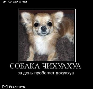 http://i3.imageban.ru/thumbs/2012.12.10/8e28bd1855d4bc316f6c75f64618ab5f.jpg